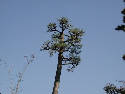 松の剪定３（090116）