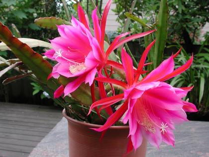 イースターカクタス