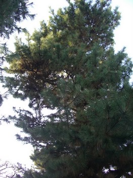 松の剪定１（剪定前）