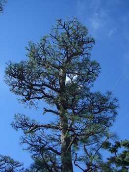 松の剪定１（剪定後）