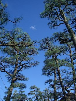 松の剪定２（剪定後）