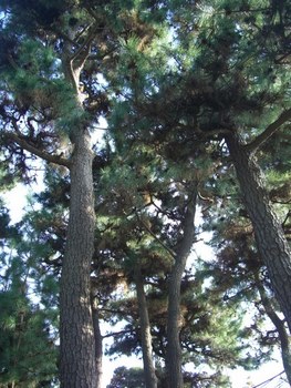 松の剪定３（剪定前）