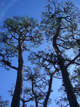 松の剪定３（剪定後）