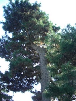 松の剪定４（剪定前）