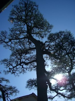 松の剪定４（剪定後）