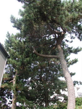 松の剪定５（剪定前）