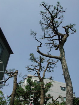 松の剪定５（剪定後）