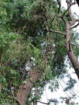 松の剪定６（剪定前）