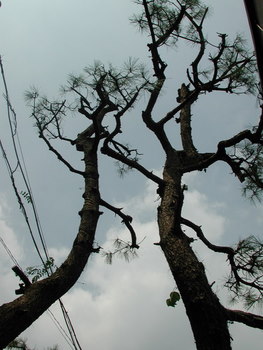 松の剪定６（剪定後）